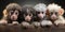 Wildlife zoo safari africa monkeys animals banner panorama long - Collection close up of group of monkey family with