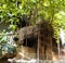 Wildlife and zoo view with long trees wiyh bamboos and shrubs huts