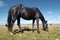 A wildly grazing black horse on an alpine pasture of the North Caucasus. Farm Mining Concept