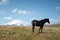 A wildly grazing black horse on an alpine pasture of the North Caucasus. Farm Mining Concept