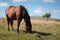 A wildly grazing brown horse on an alpine pasture of the North Caucasus. Farm Mining Concept