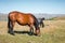 A wildly grazing brown horse on an alpine pasture of the North Caucasus. Farm Mining Concept