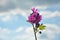 Wildly mallow with blue sky