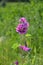 Wildly mallow in green meadow