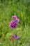 Wildly mallow in green meadow