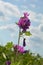 Wildly mallow in green meadow with blue sky