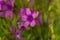 Wildly proliferating and pink flowering wood-sorrel Oxalis acetosella