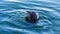 Wiled Grey Seal eating a fish, Howth harbour, Ireland