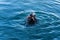 Wiled Grey Seal eating a fish, Howth harbour, Ireland