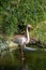 Wilhelma flamingos in natural park garden with flowers in Stuttgart in spring time