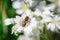 Wilke`s Mining Bee Pollinating Field Chickweed