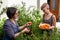 These will be great for dinner tonight. Two women picking home-grown tomatoes in their garden.