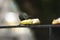 Will beat beautiful cinerea bird eating banana - Thamnomanes caesius