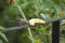 Will beat beautiful cinerea bird eating banana - Thamnomanes caesius