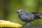 Will beat beautiful cinerea bird eating banana - Thamnomanes caesius