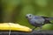 Will beat beautiful cinerea bird eating banana - Thamnomanes caesius