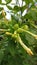 Will flower at four o\\\'clock before it becomes a jalapa mirilis flower