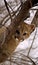 Will You Help Me? Cougar (Felis Concolor)