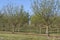 Willamette Valley Hazelnut Orchard near Salem, Oregon