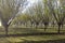 Willamette Valley Hazelnut Orchard near Salem, Oregon