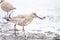 Willet