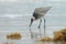 Willet On The Beach