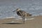 A willet on the beach. It is a large and robust shorebird.