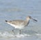 Willet Bird