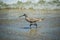 A Willet Bird in Padre Island NS, Texas