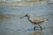 A Willet Bird in Padre Island NS, Texas