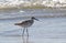 Willet Bird Wading in Ocean Surf