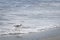 Willet bird walking and hunting on Florida Beach