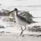 A Willet bird walking in the surf of te sea