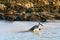 Willet bird washing in the sea