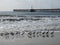 Willet birds and pier north of Santa Barbara, California