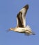 Willet (Catoptrophorus semipalamatus) flying
