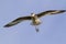 Willet (Catoptrophorus semipalamatus) flying