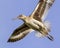 Willet (Catoptrophorus semipalamatus) flying