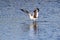 Willet (Catoptrophorus semipalmatus)