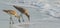 Willet catoptrophorus semipalmatus feeding on Indian Rocks beach in Florida, USA