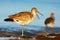 Willet, Catoptrophorus semipalmatus, sea water bird in the nature habitat. Animal on the ocean coast. Bird with open bill. Bird in