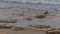 Willet Among the Coquina Rocks on the Beach