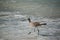 Willet on a Florida Beach