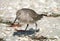 Willet - Florida Shore Bird