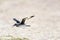 Willet flying low