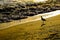 Willet on the Golden Beach