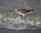 Willet Hunting in the Surf#1