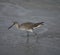 Willet Hunting in the Surf #3