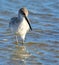 A Willet keeps an eye beneath the ocean water forsmall prey items to devour