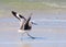 Willet Landing on the Beach